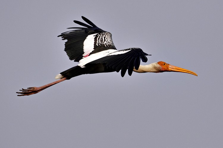 Kanha Nationaal Park